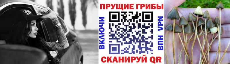 KRAKEN рабочий сайт  Егорьевск  Галлюциногенные грибы прущие грибы  сколько стоит 